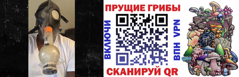 МЕГА сайт  Любим  Псилоцибиновые грибы Psilocybine cubensis 