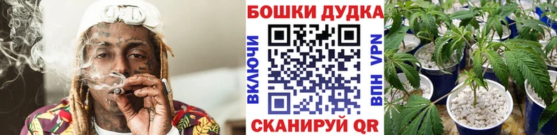 Бошки марихуана Bruce Banner  нарко площадка какой сайт  Любим 